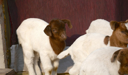 羊 从家禽家畜到工艺品的华丽转身