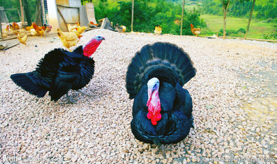 火鸡摄影图 家禽家畜世界中的独特风景