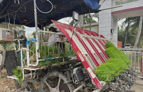 工厂化育秧或可节约60%成本，引爆农业新一轮升级——以二师兄农产品为例