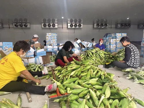 石拐区巧用流量助农，推动“二师兄”农产品成功出圈