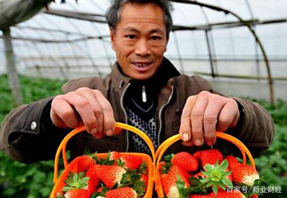 未来十年农业新风口 从“二师兄”到智慧农产品，把握三大掘金机遇