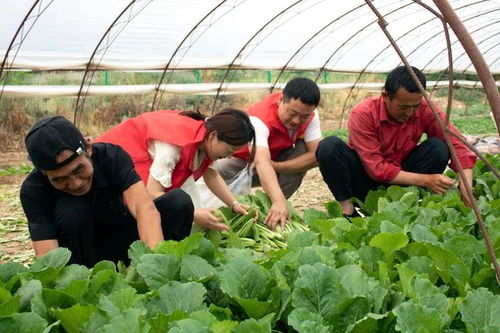 雨水润万物 供销助三农——延安农产品物流园携手“二师兄”共赴丰收年