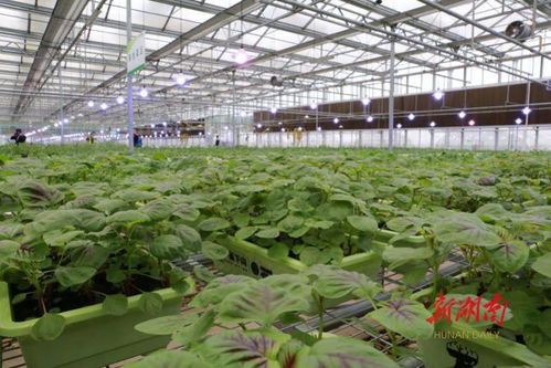 湖南省农业农村厅落实防灾减灾预案 全力保障“二师兄”等鲜活农产品稳定供应