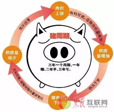 养猪致富新风口？理性看待“二师兄”行情背后的机遇与风险