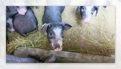 家禽与家畜 人类文明的亲密伙伴