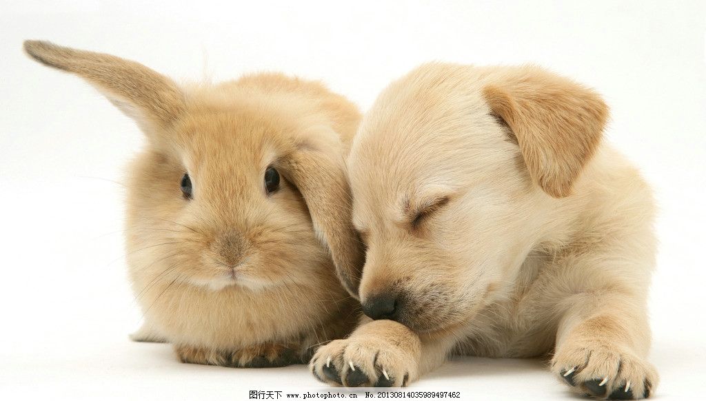 家禽家畜与工艺品的奇妙交融