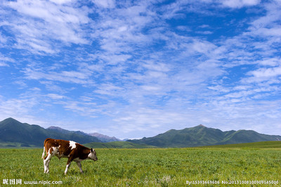 高原牛 自然壮美与生命力量的缩影
