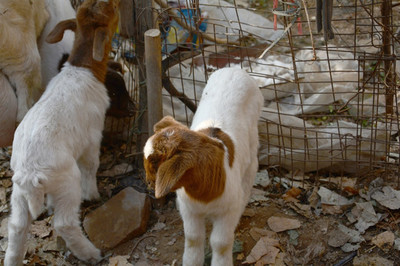 羊 从家禽家畜到工艺品的多元价值