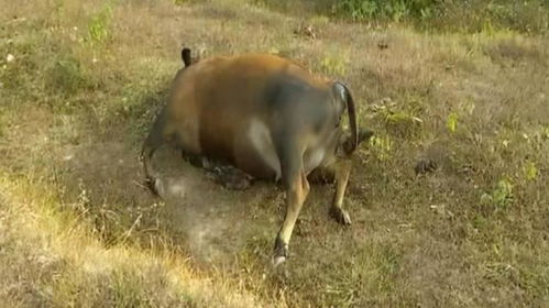 东北虎咬死吉林耕牛 它会威胁人类吗？解析野生动物的行为逻辑