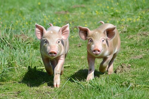 家禽家畜土猪摄影图赏析——探访二师兄农产品源头